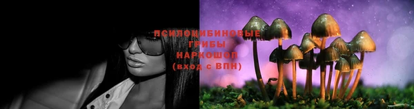 прущие грибы Верея
